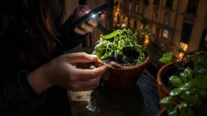 Dopo la pioggia sparivano le piantine ho iniziato a controllare il balcone all’ora sbagliata