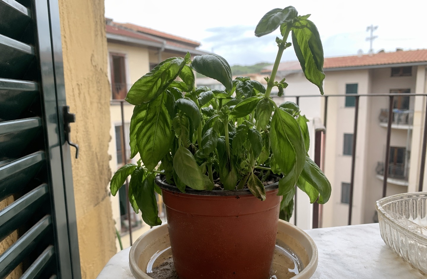 Non-compro-piu-basilico-ogni-settimana-il-vaso-era-il-vero-spreco